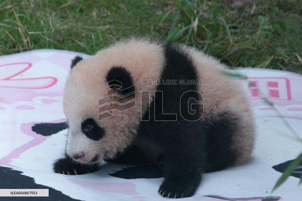 Giant Panda Liangyue Cub