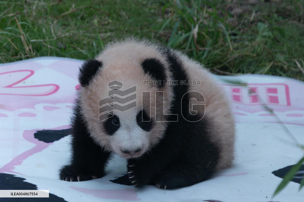 Giant Panda Liangyue Cub