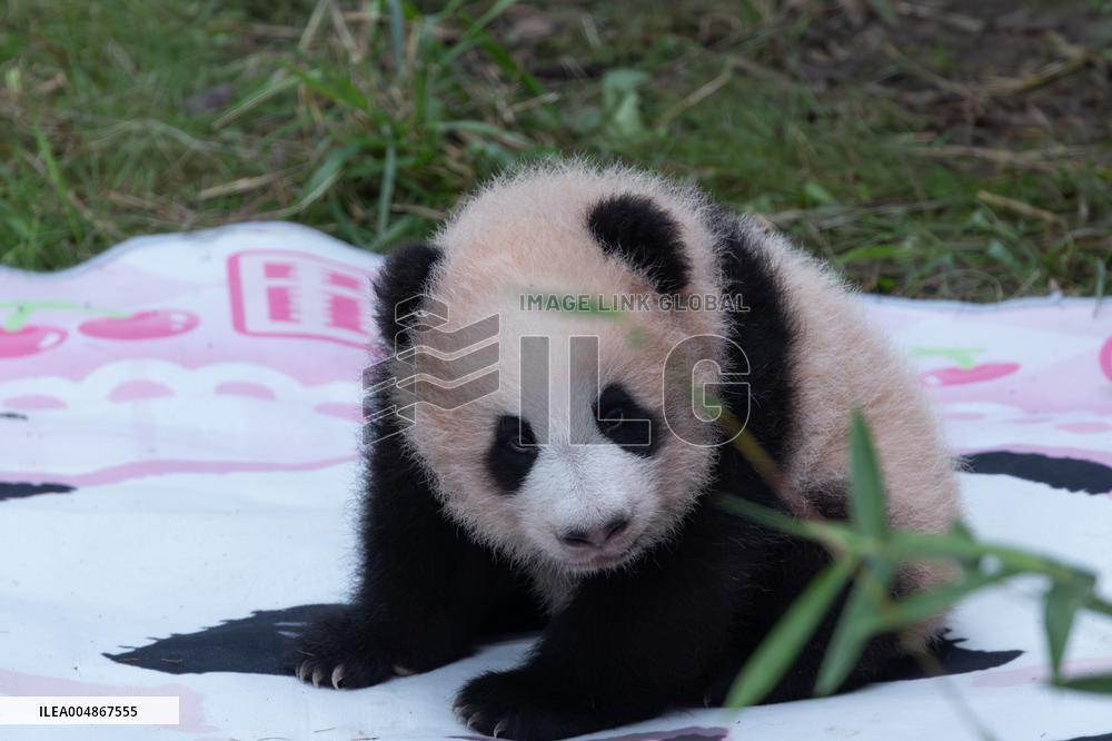 Giant Panda Liangyue Cub