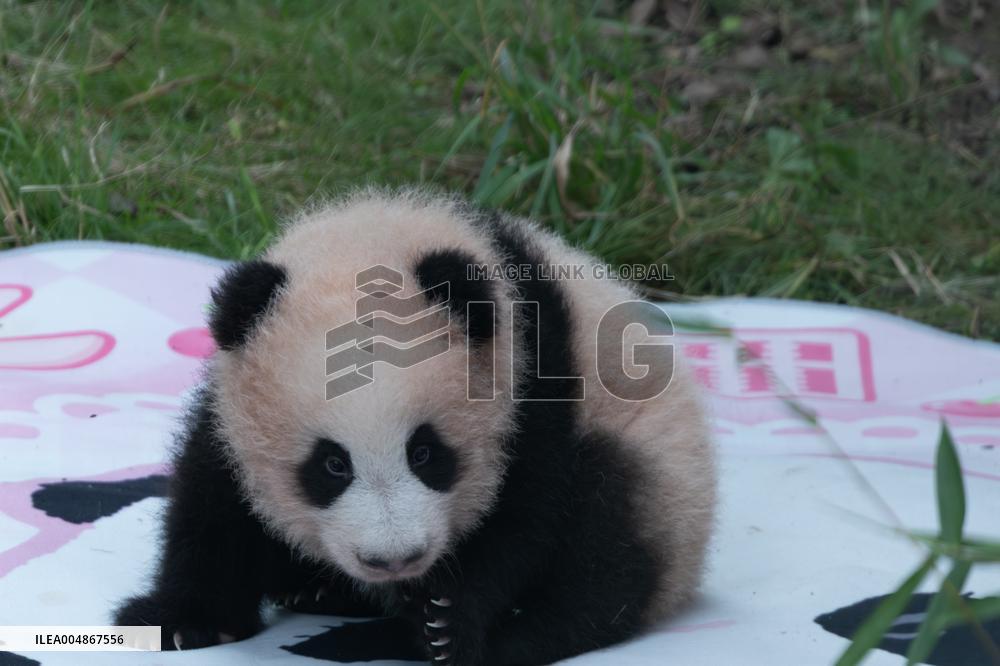 Giant Panda Liangyue Cub