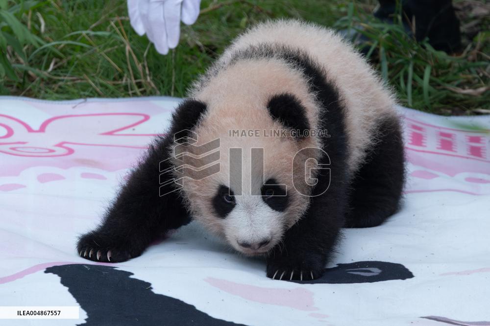 Giant Panda Liangyue Cub