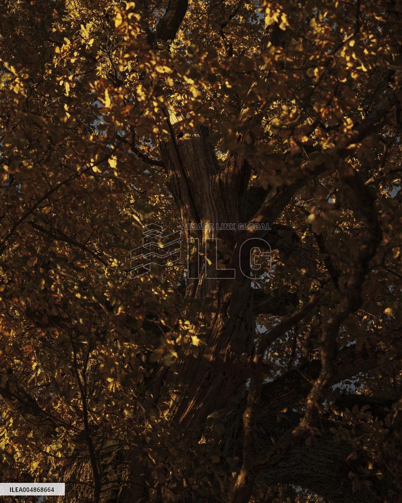 Autumn Light In Morvan - Burgundy