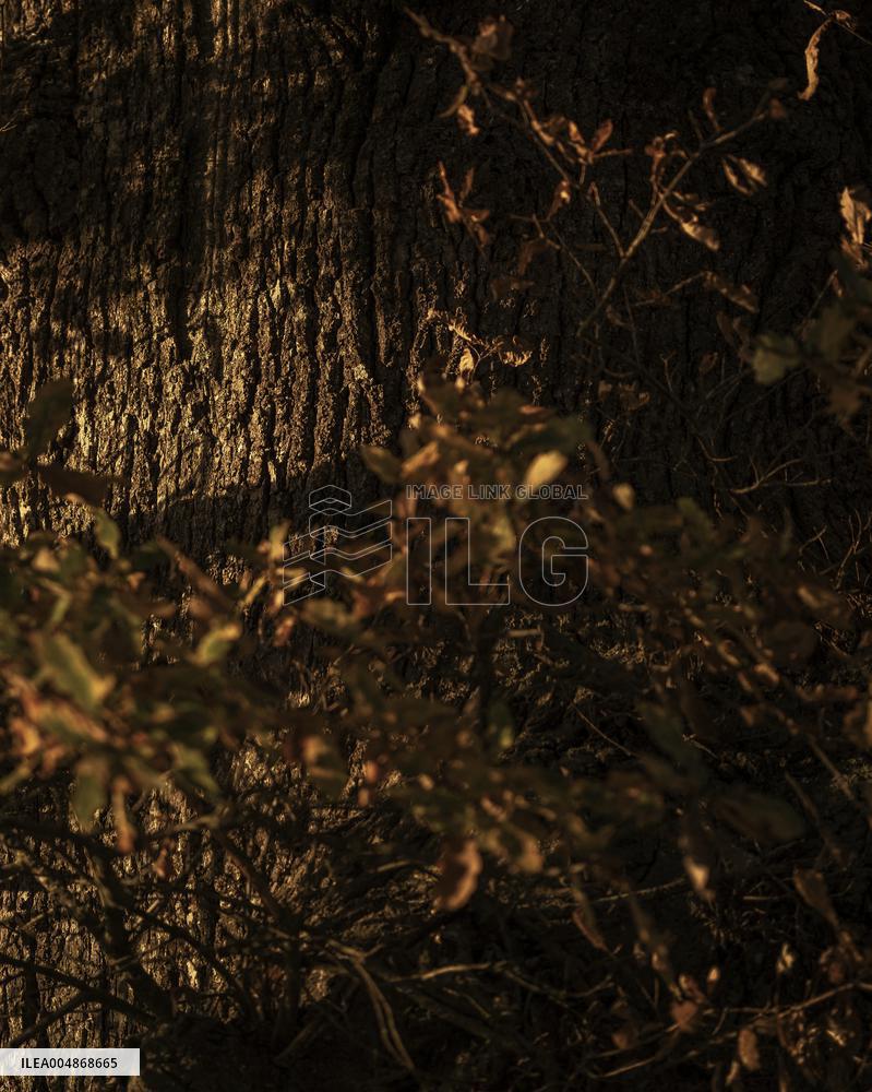 Autumn Light In Morvan - Burgundy