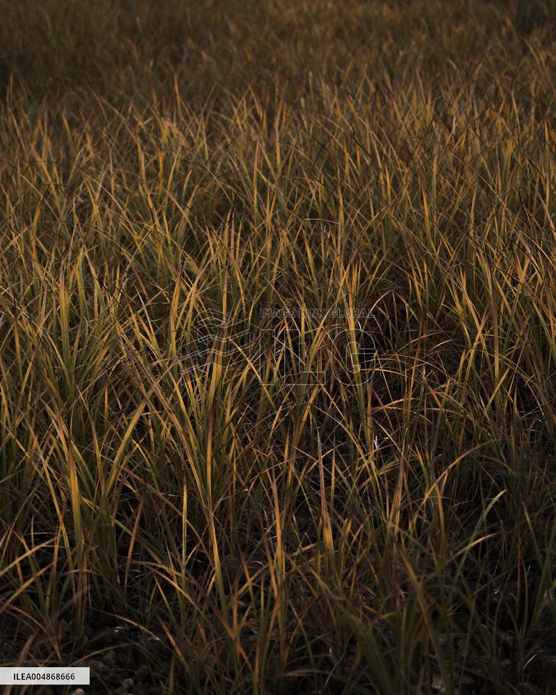 Autumn Light In Morvan - Burgundy