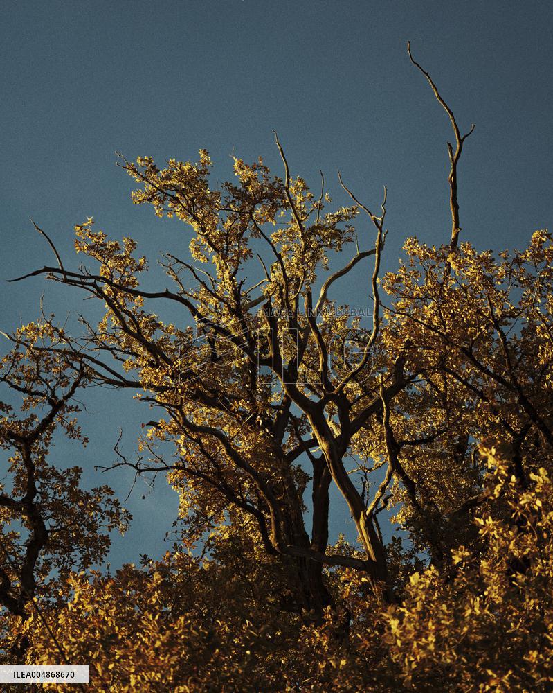 Autumn Light In Morvan - Burgundy