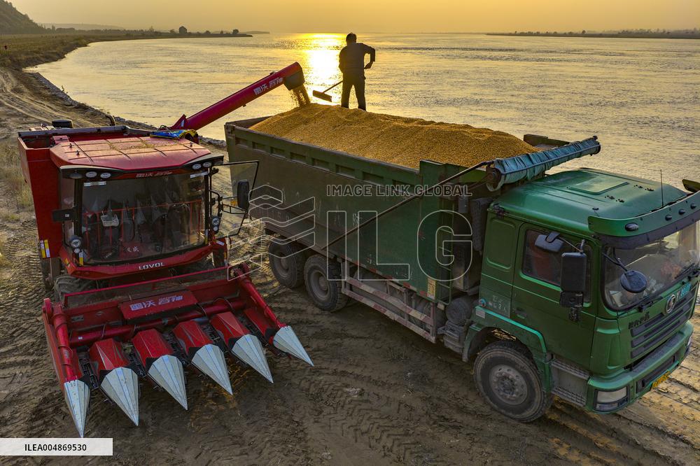 Grain Harvest - China