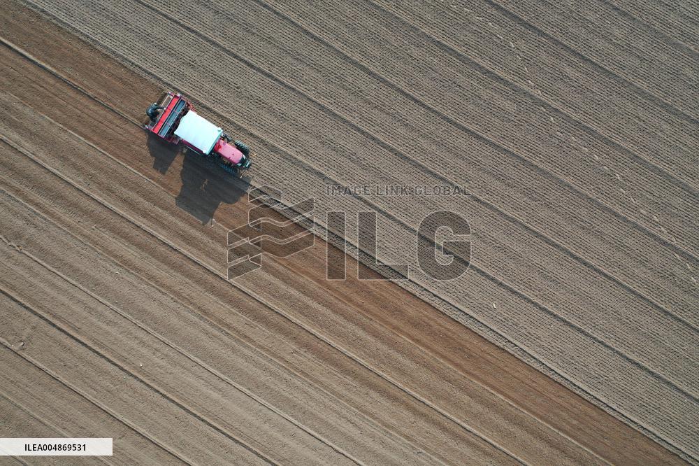 Grain Harvest - China