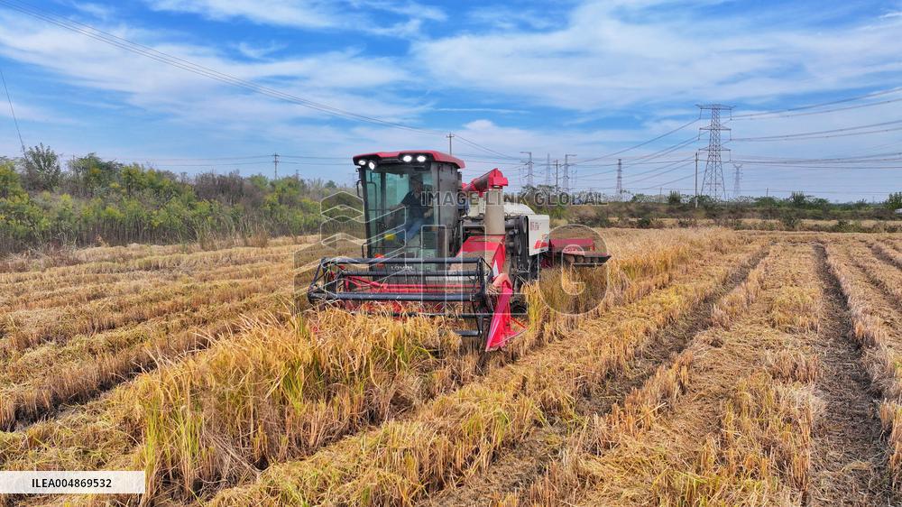 Grain Harvest - China