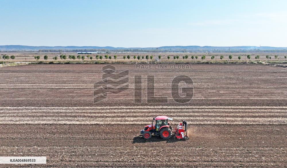 Grain Harvest - China