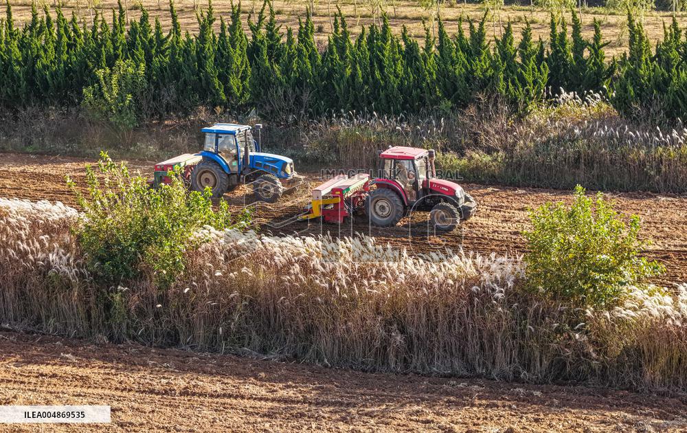 Grain Harvest - China