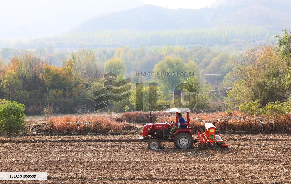 Grain Harvest - China