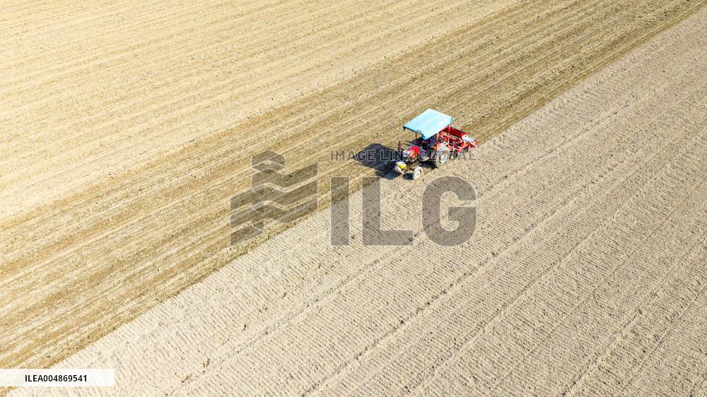 Grain Harvest - China