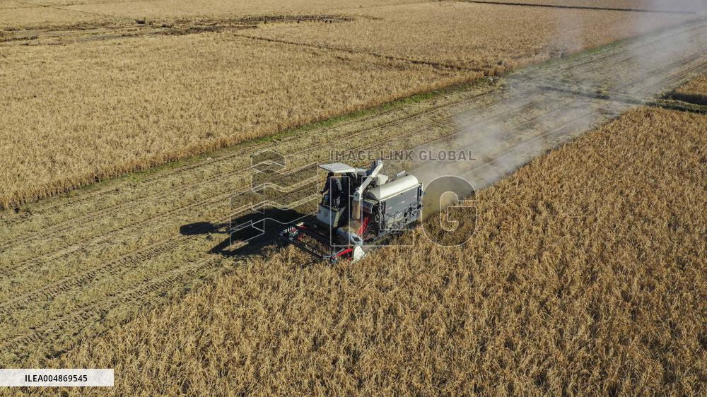 Grain Harvest - China