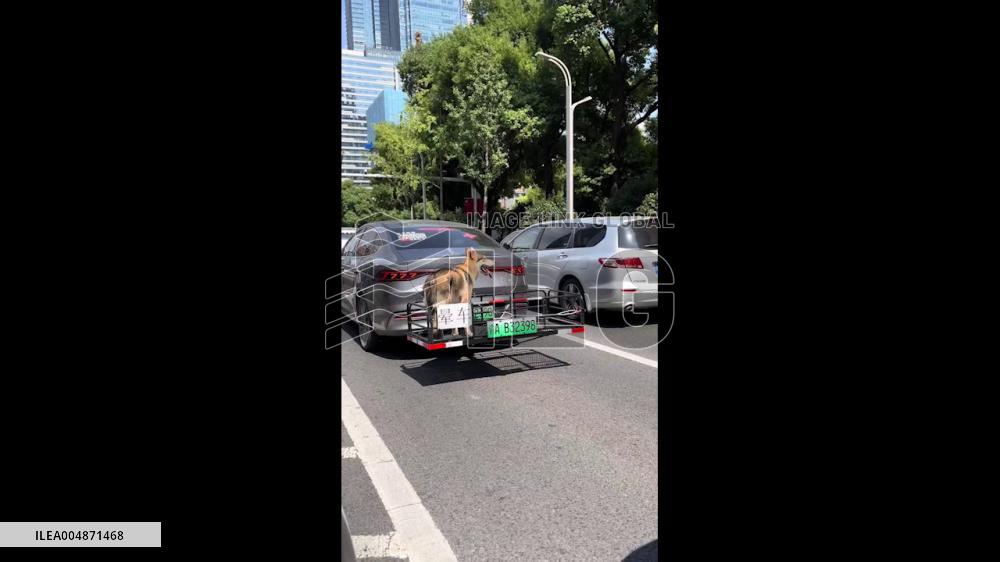 China: Dog Enjoys Ride in 360-Degree Open-Air Basket on Vehicle