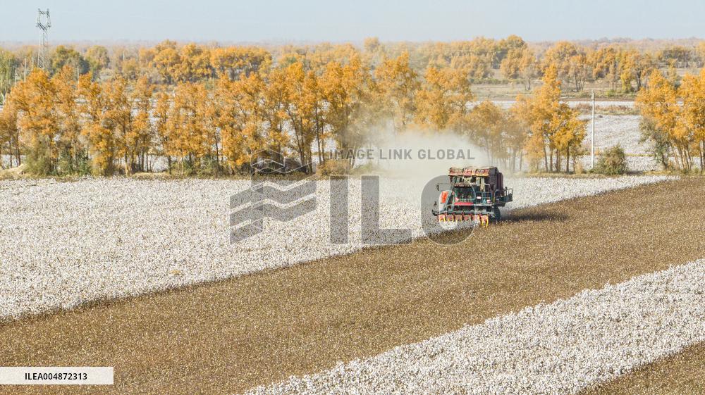 Cotton Harvest in Xinjiang
