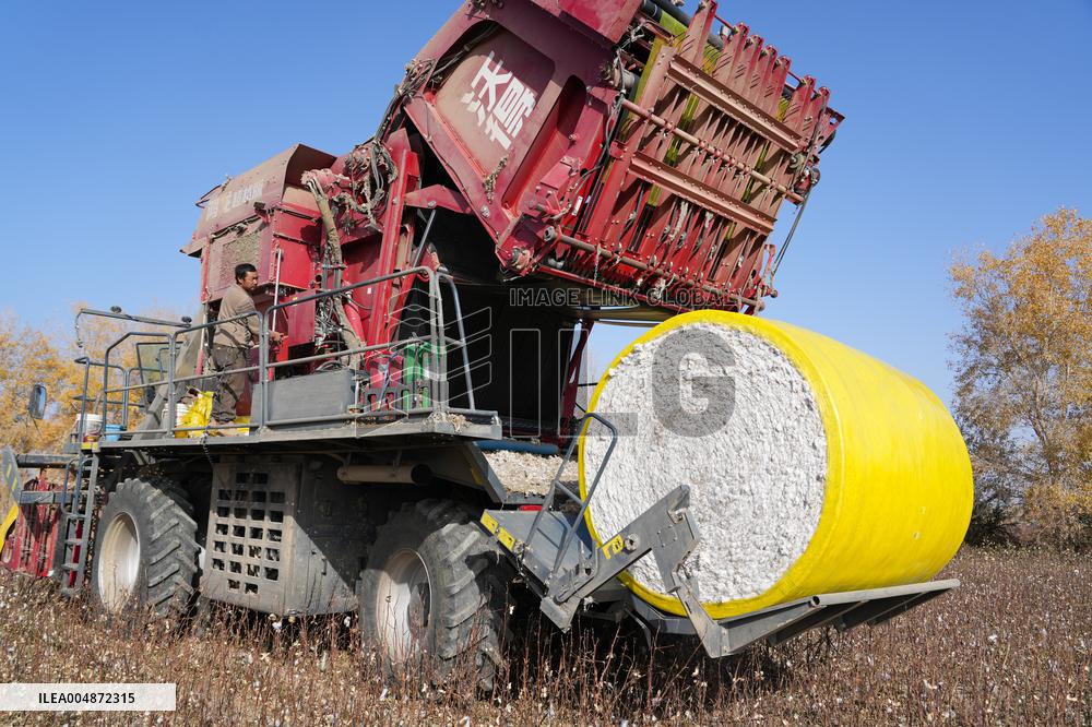 Cotton Harvest in Xinjiang