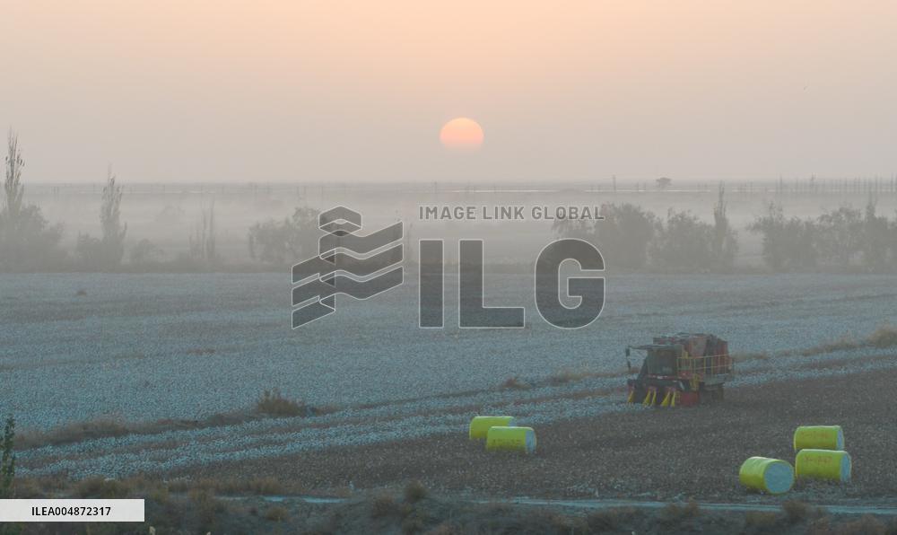 Cotton Harvest in Xinjiang
