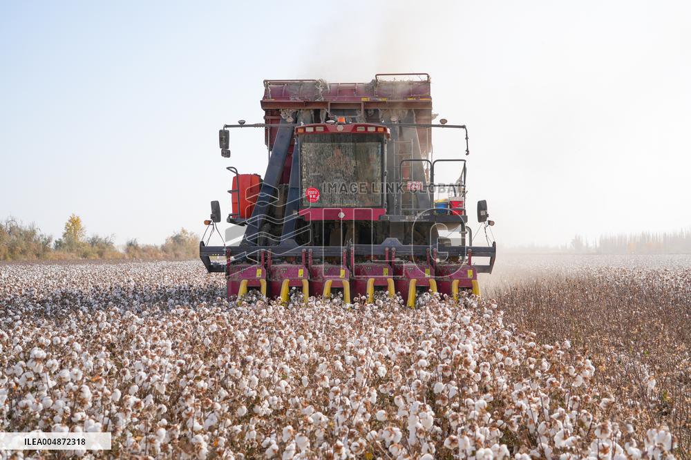 Cotton Harvest in Xinjiang