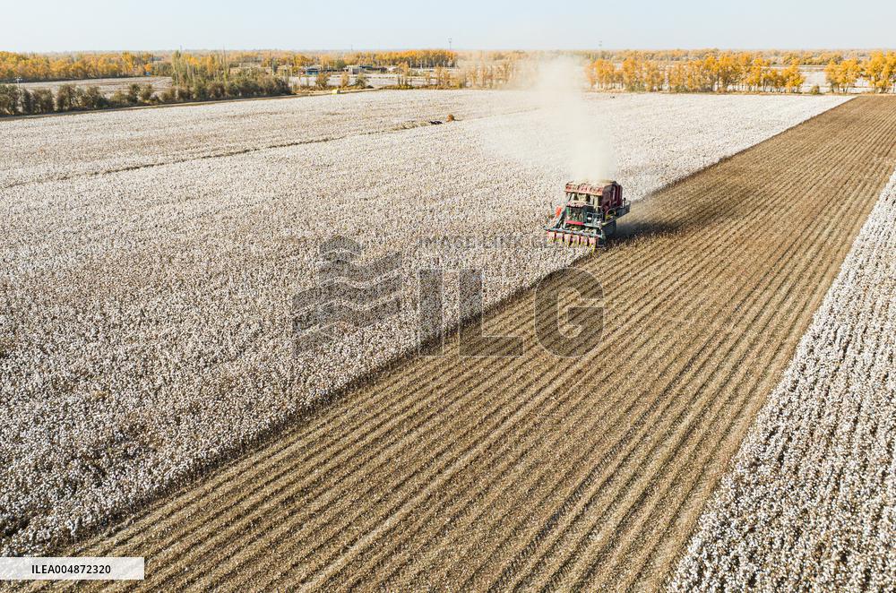 Cotton Harvest in Xinjiang
