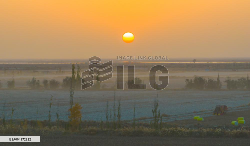 Cotton Harvest in Xinjiang