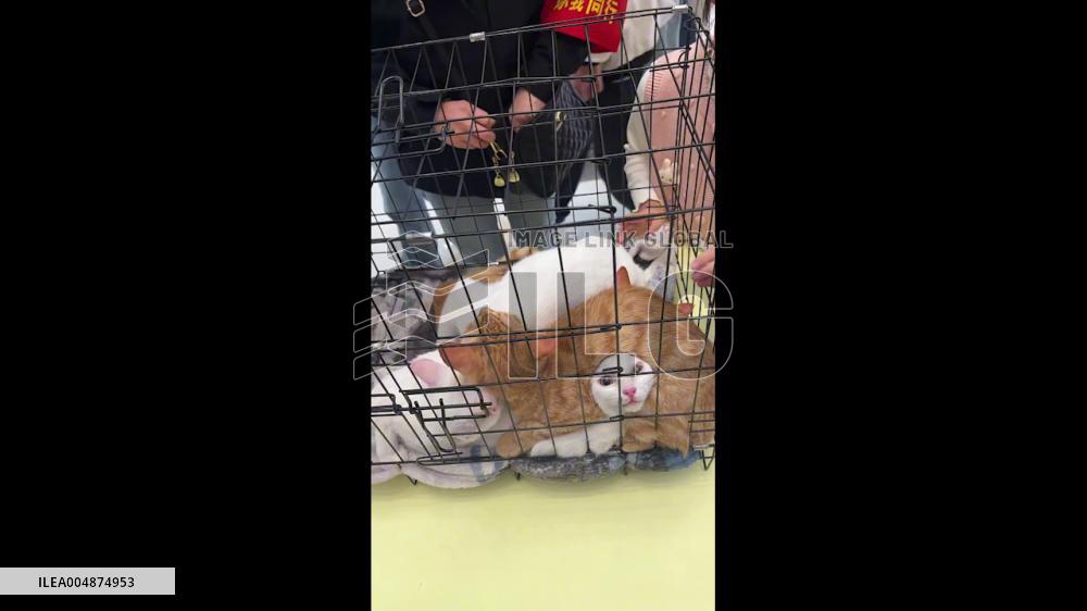 China: Nervous Cats Pile Together in Jiangsu, Creating Kitty Headpiece Illusion