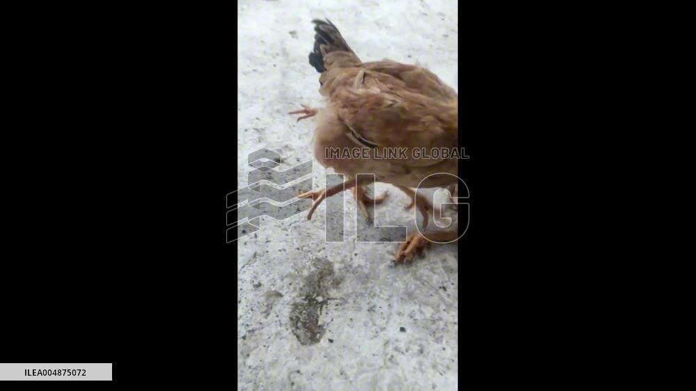 China: Chicken With Four Legs Spotted in Guangxi