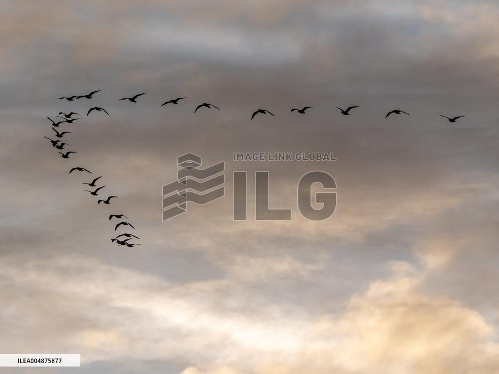 Seagulls Migrate At Sunset - Franqueville