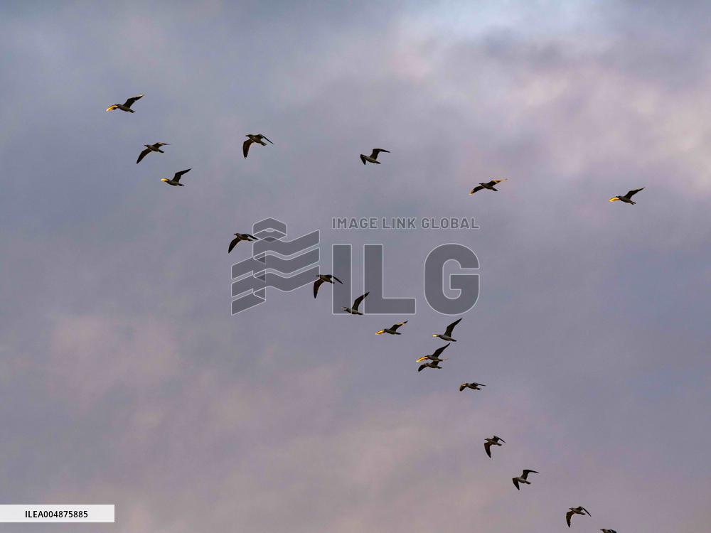 Seagulls Migrate At Sunset - Franqueville