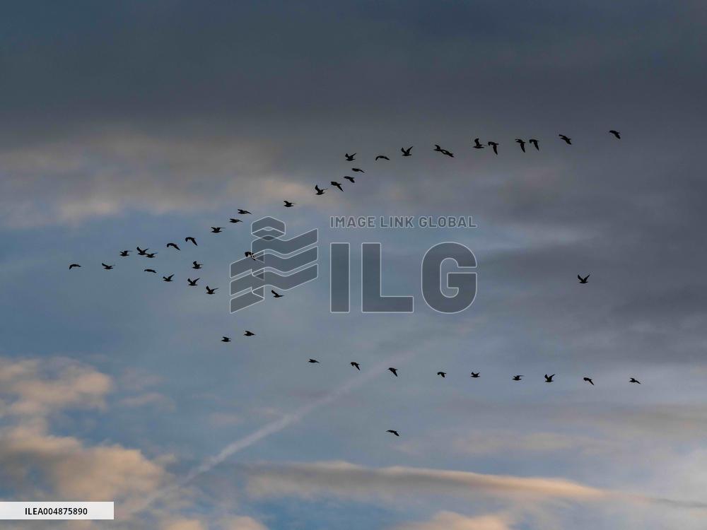 Seagulls Migrate At Sunset - Franqueville