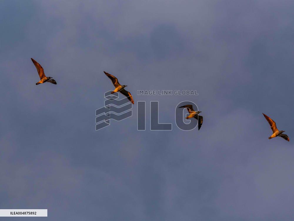 Seagulls Migrate At Sunset - Franqueville