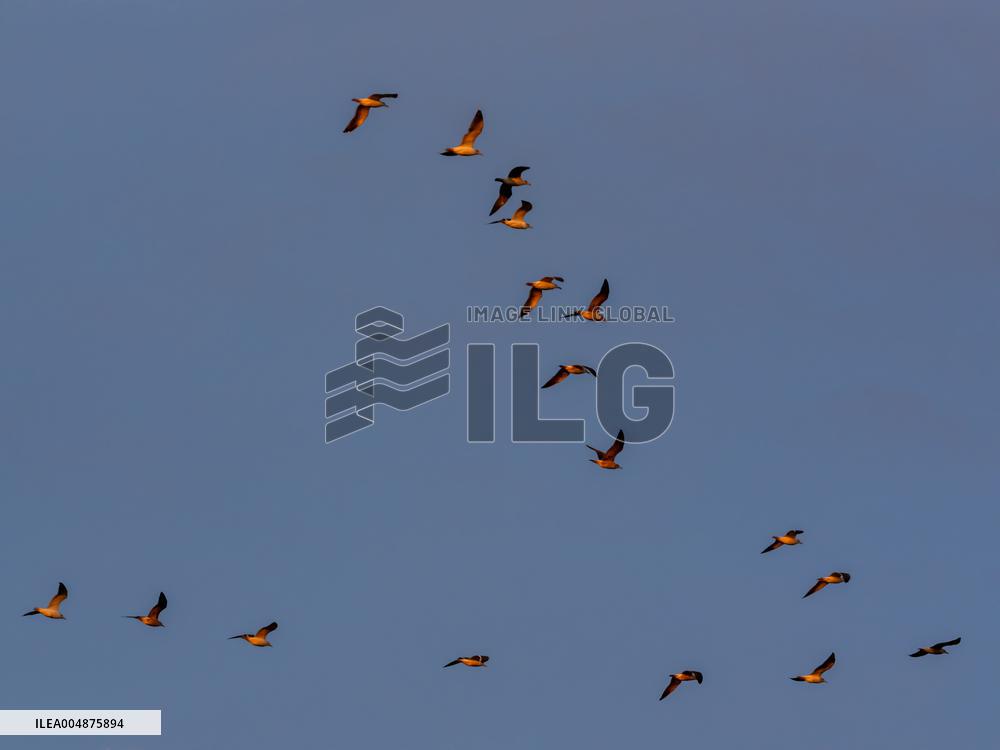 Seagulls Migrate At Sunset - Franqueville