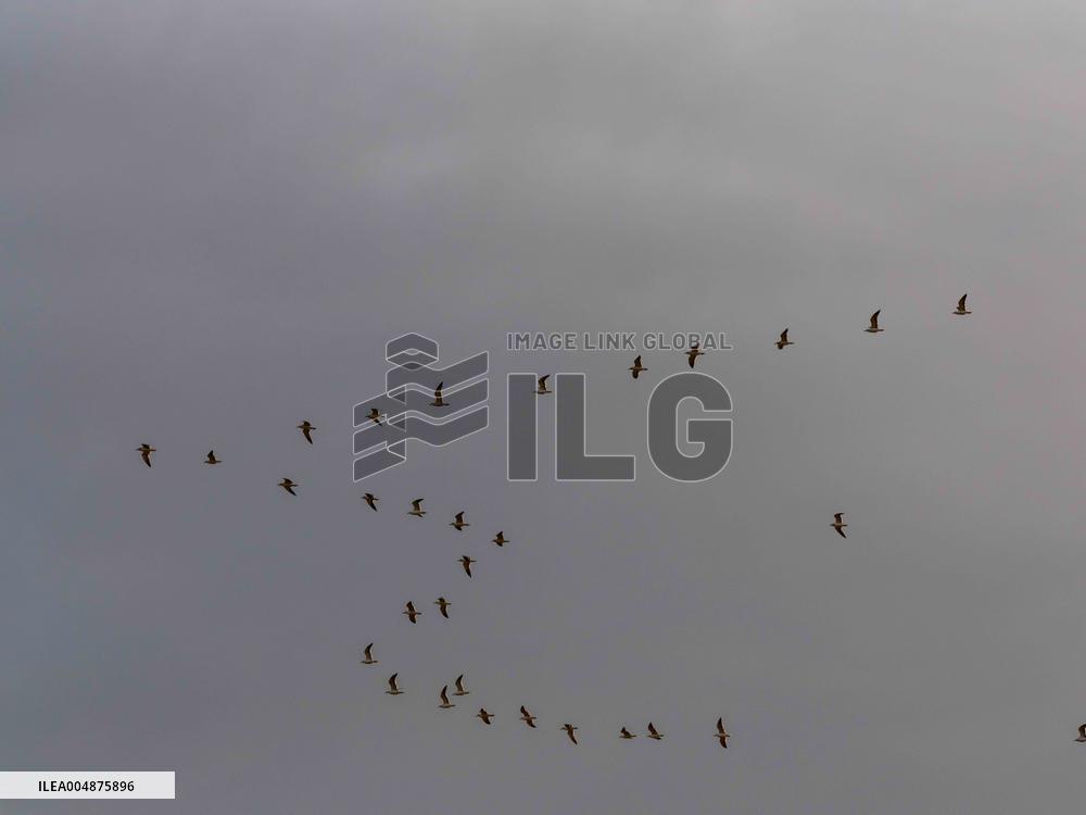 Seagulls Migrate At Sunset - Franqueville