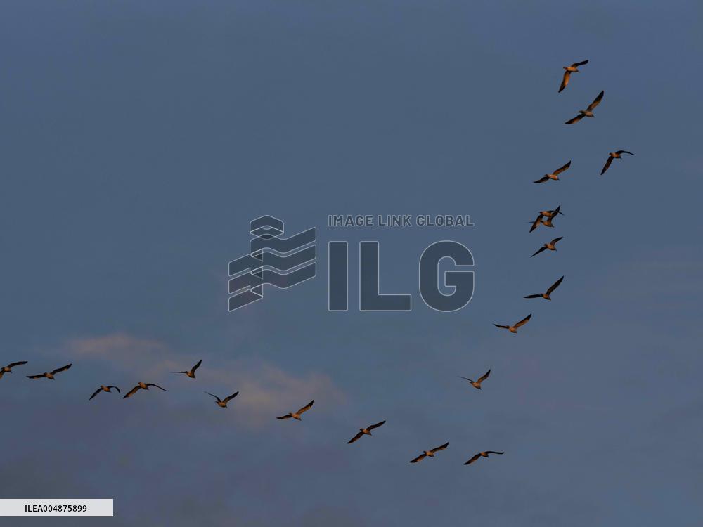 Seagulls Migrate At Sunset - Franqueville