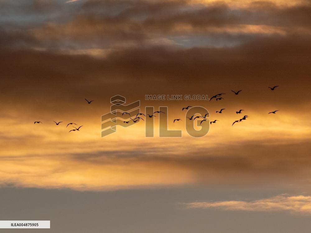 Seagulls Migrate At Sunset - Franqueville
