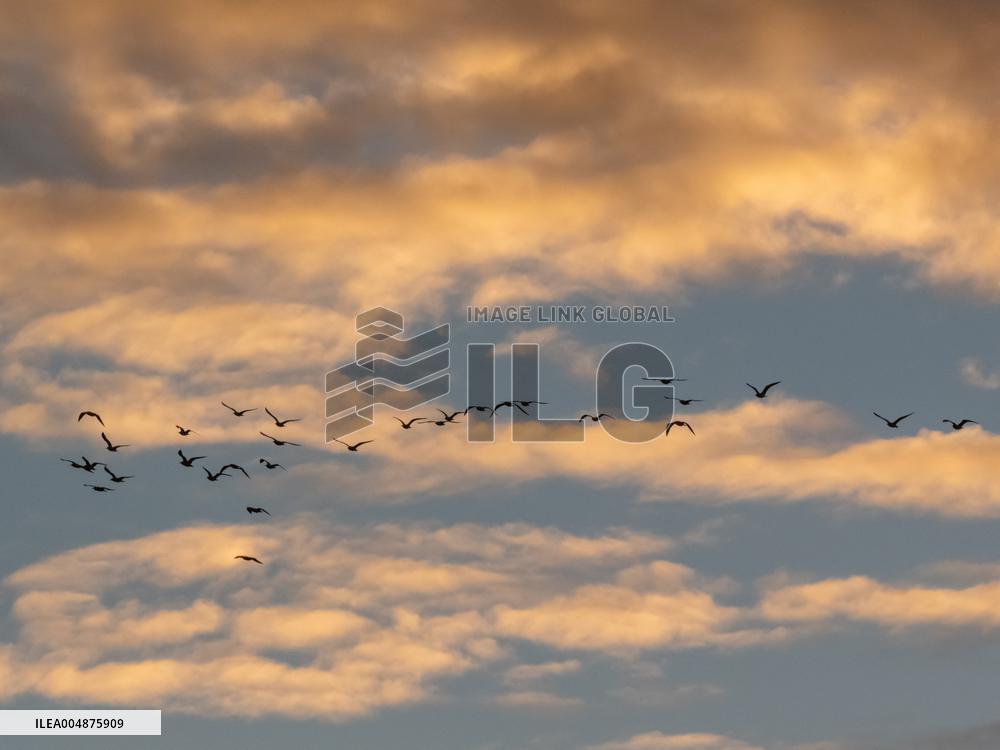 Seagulls Migrate At Sunset - Franqueville