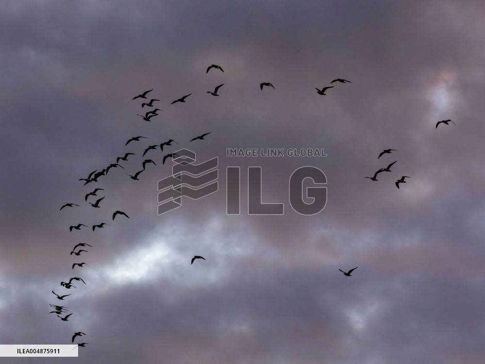 Seagulls Migrate At Sunset - Franqueville