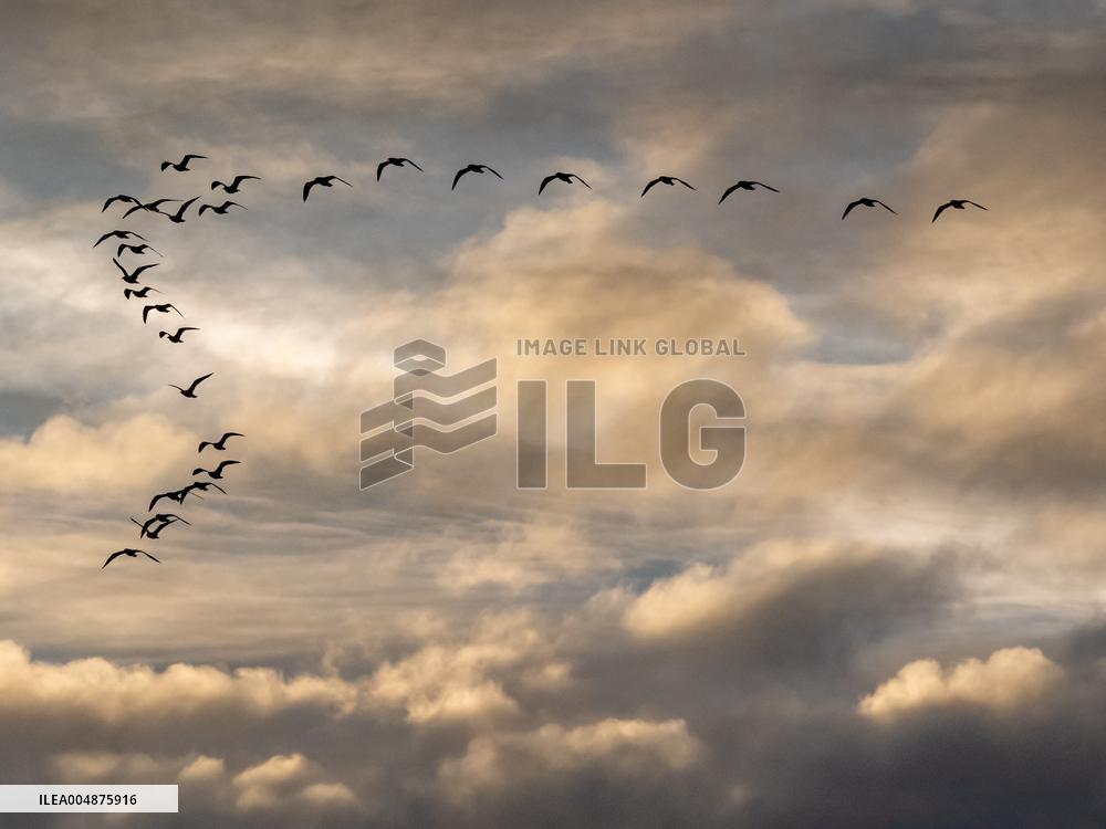 Seagulls Migrate At Sunset - Franqueville