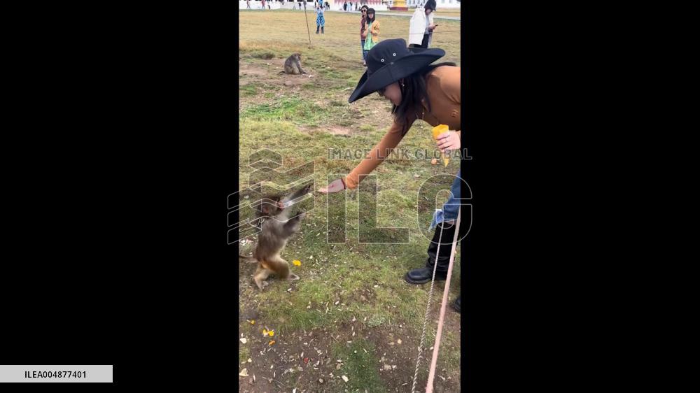 China: Mischievous Monkey Snatches Tourist’s Bracelet in Hubei