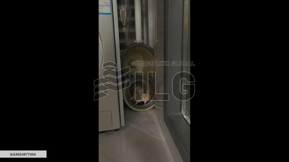 China: Hamster Spins in Mop-Rinse Bucket