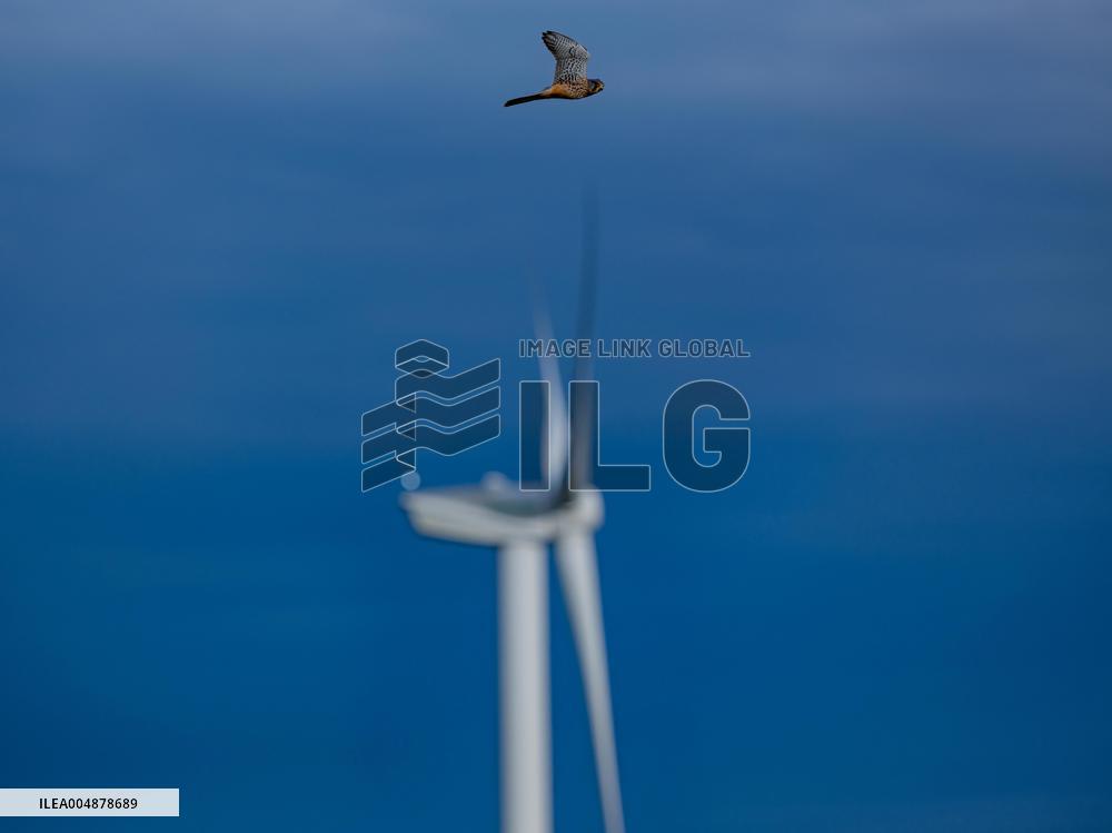 Illustration - Peregrine Falcon