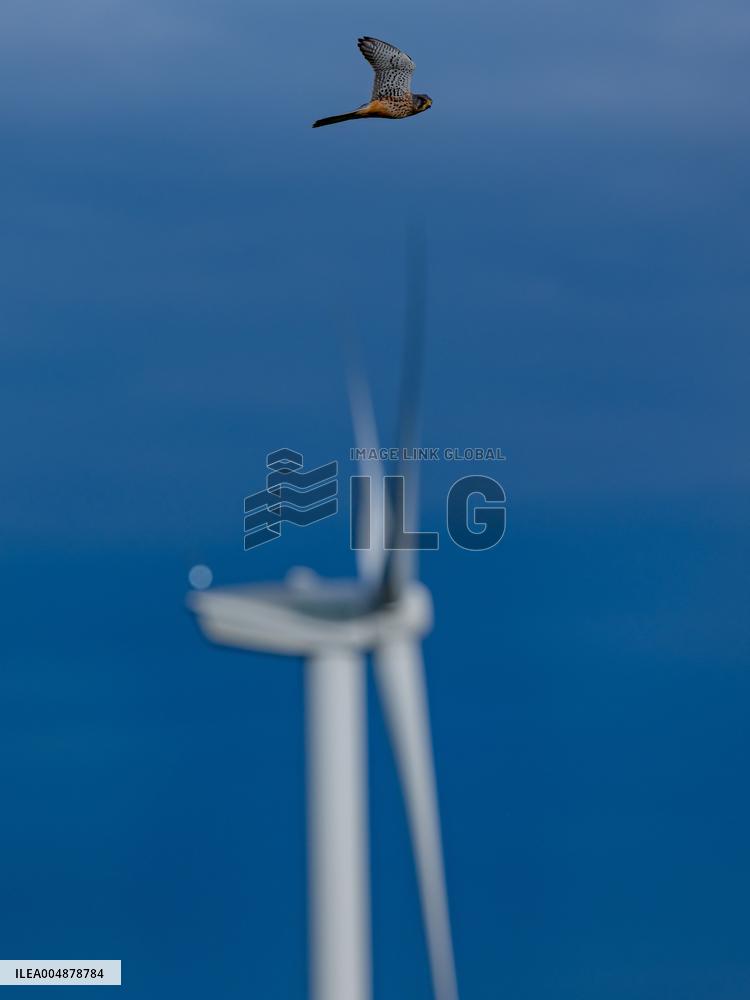 Illustration - Hobby Falcon