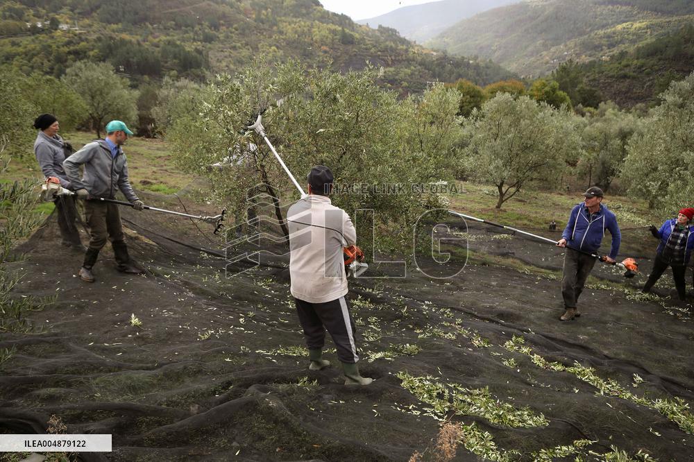 Beginning of The Olive Harvesting Campaign - Spain