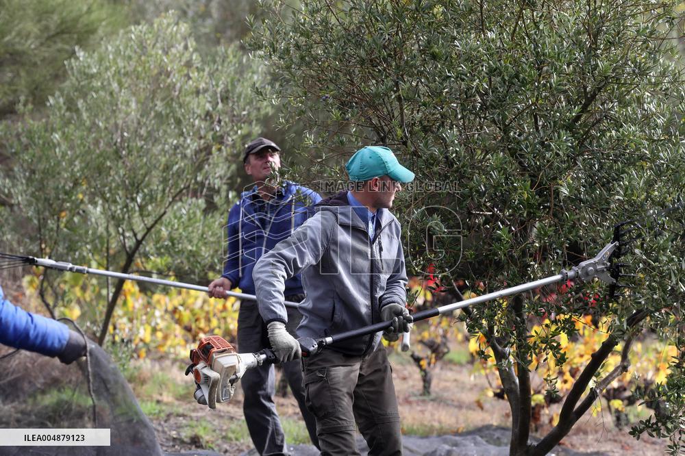 Beginning of The Olive Harvesting Campaign - Spain