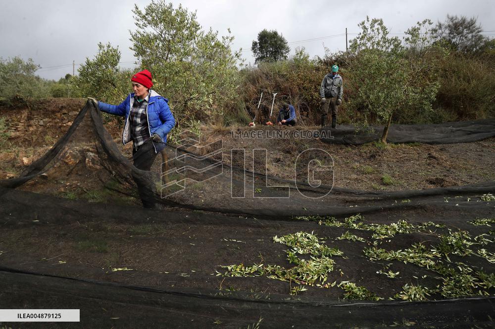 Beginning of The Olive Harvesting Campaign - Spain
