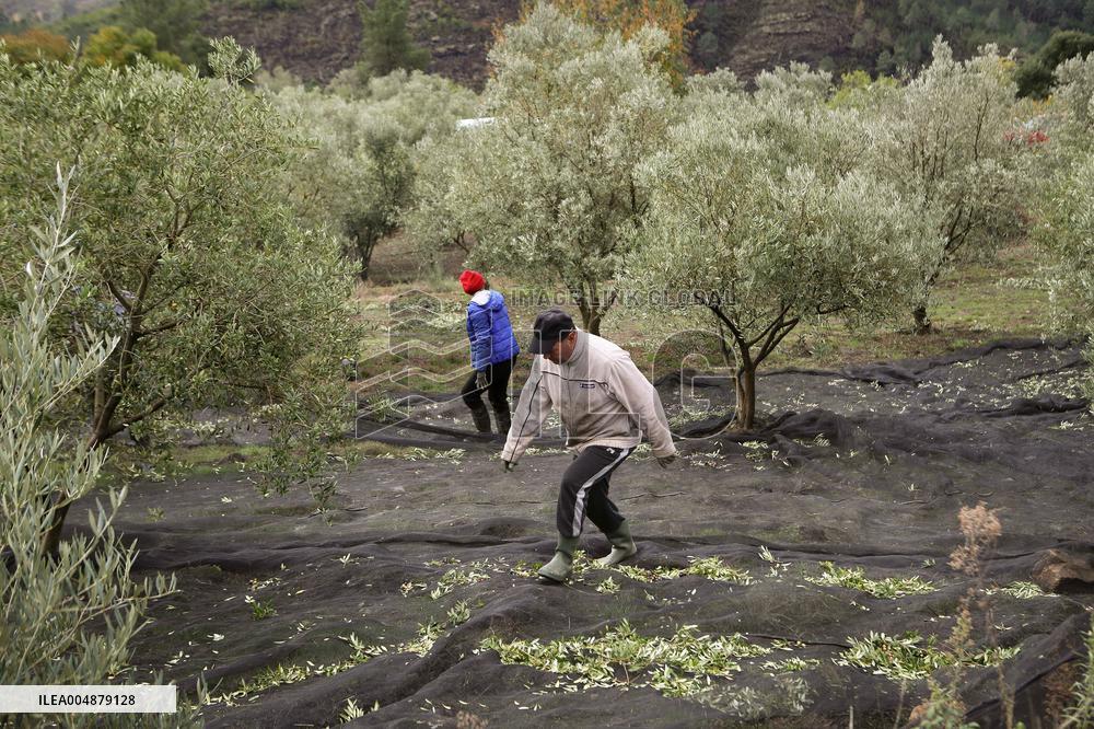 Beginning of The Olive Harvesting Campaign - Spain