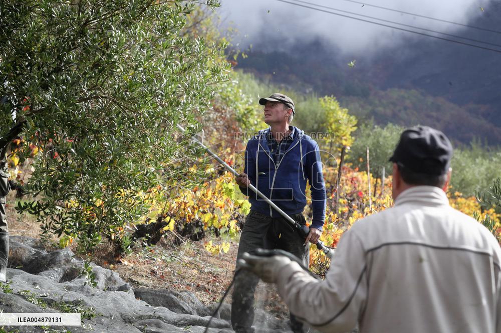 Beginning of The Olive Harvesting Campaign - Spain