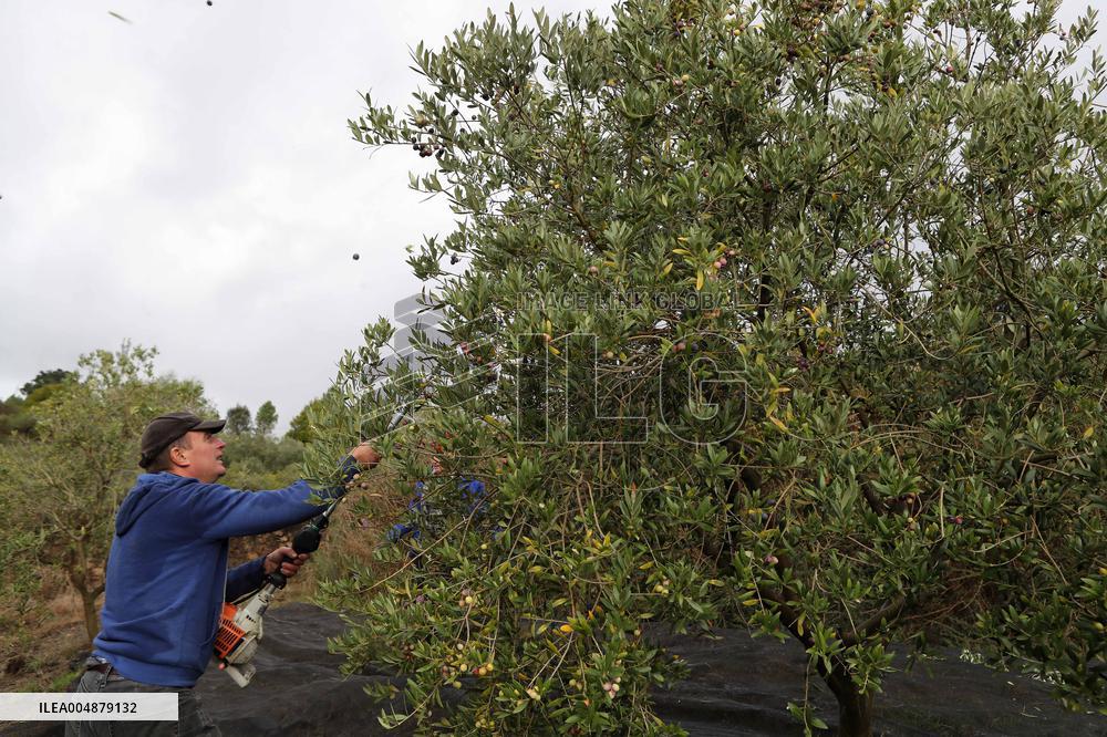 Beginning of The Olive Harvesting Campaign - Spain