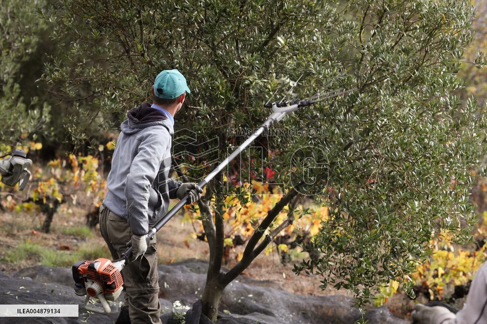 Beginning of The Olive Harvesting Campaign - Spain