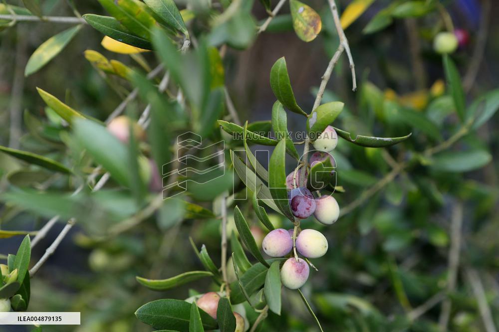 Beginning of The Olive Harvesting Campaign - Spain