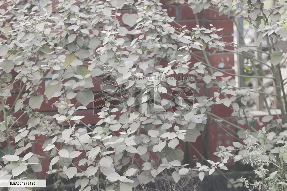 Air Quality Deteriorates in Dhaka - Bangladesh